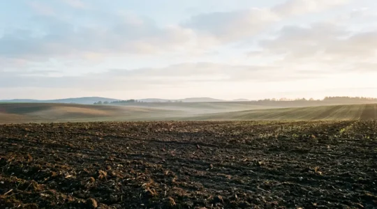 Champ cultivé en agriculture de conservation avec sol vivant et pratiques de stockage carbone