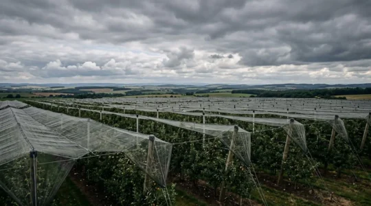 Vue large d'un verger moderne protégé par des filets paragrêle sous un ciel nuageux, mettant en valeur l'infrastructure de protection agricole