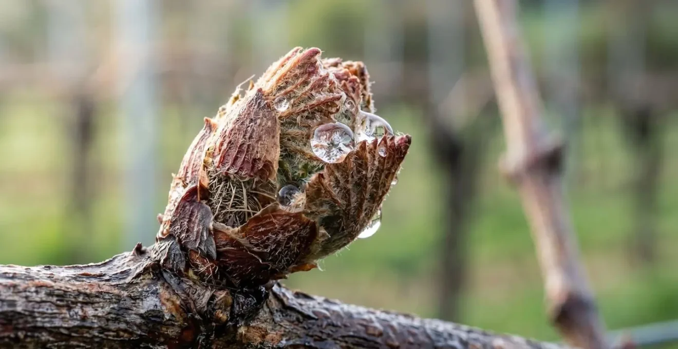 Gros plan macro sur un bourgeon de vigne avec gouttes de rosee et texture vegetale detaillee