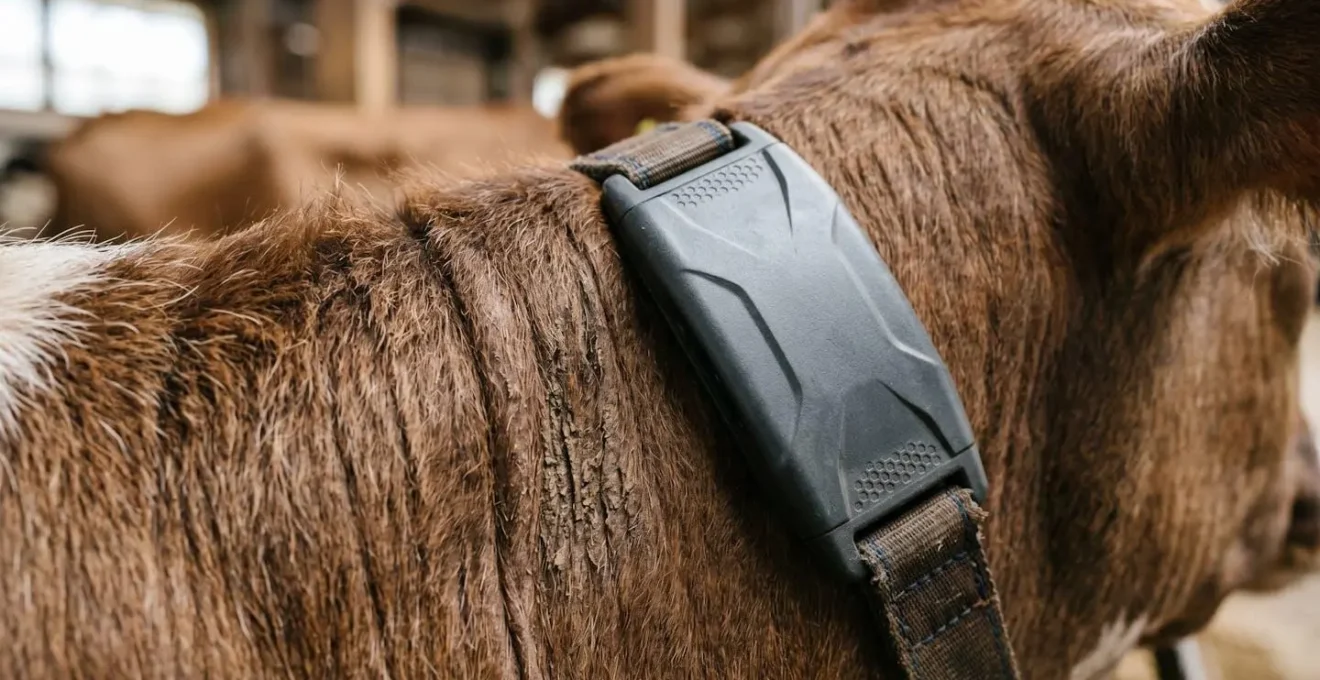 Vache laitière en stabulation équipée d'un collier de monitoring pour la détection des chaleurs et du bien-être animal